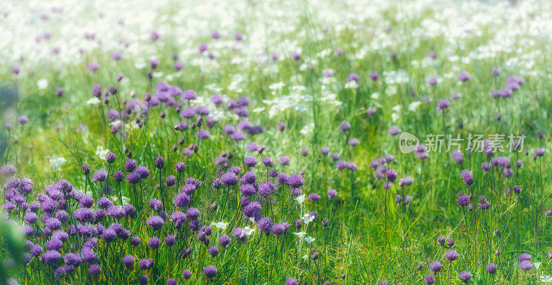 细香葱和 Cerastium tomentosum